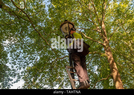 London street light briquets à gaz la mise hors tension de l'éclairage de rue dans Green Park sur une journée ensoleillée au printemps Banque D'Images