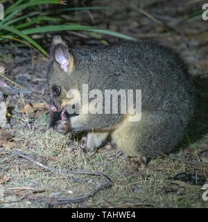 Possum à queue en brosse (Trichosurus johnstonii) Banque D'Images