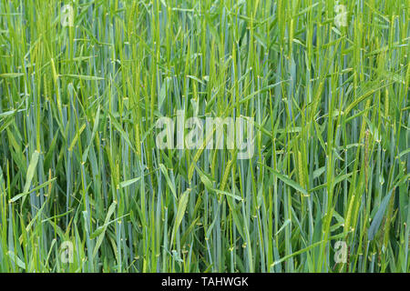 Le livre vert le seigle d'hiver ont commencé à pic dans le domaine Banque D'Images