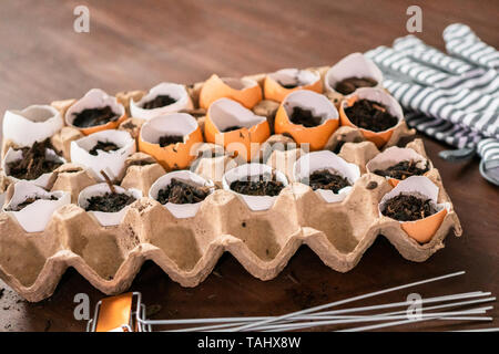 À partir de graines dans les coquilles pour les semis de printemps. Banque D'Images