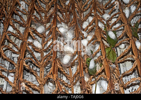 (Ver à Soie) mori Bombys les cocons dans un cadre traditionnel à Hida Minzoku Mura et musée en plein air, Takayama, Japon Banque D'Images