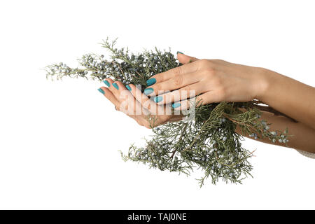 Les mains des femmes avec de belles branches de conifères et de manucure sur fond blanc Banque D'Images