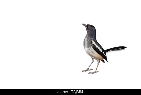 Libre pie chanteuse Oriental ou Copsychus Saularis isolé sur fond blanc avec copie Espace Banque D'Images