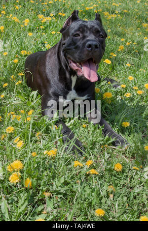 Cane Corso chiot est allongé sur un pré vert. Cane Corso italiano mastiff ou italien. Animaux de compagnie. Huit mois. Banque D'Images