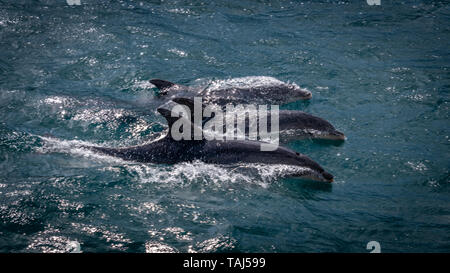 Trois Dauphins communs (Delphinus capensis) le saut et la natation Banque D'Images