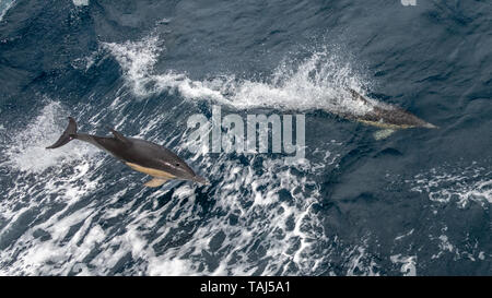 Deux des dauphins communs (Delphinus capensis) le saut et la natation Banque D'Images