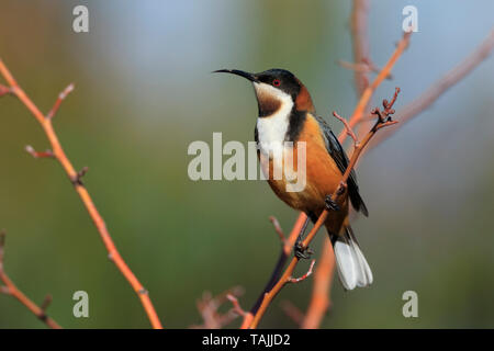 Spinebill orientale Acanthorhynchus tenuirostris, méliphages, perché sur une branche d'arbre avec copie espace en Tasmanie en Australie. Banque D'Images