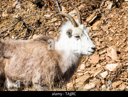 Dans le sud du Yukon Territoire du Canada, une jeune femme les mouflons de Stone promenades en face d'une pente raide de rochers près de sa correspondance couleur de robe. Banque D'Images