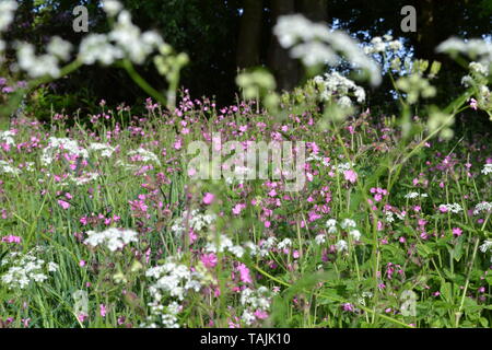 Fleurs sauvages, surtout cow parsley et Campion, Ide à Hill, Kent, mi mai. Banque D'Images