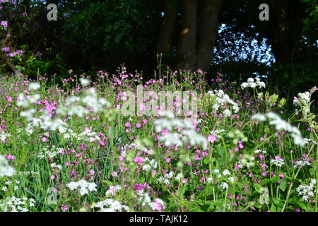 Fleurs sauvages, surtout cow parsley et Campion, Ide à Hill, Kent, mi mai. Banque D'Images