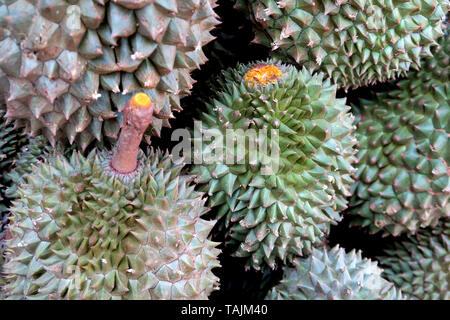 Durian à vendre, région de Khlong Tan,Bangkok, Thaïlande Banque D'Images