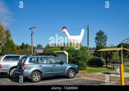 La grande poulette à Moonbi NSW Australie. Banque D'Images