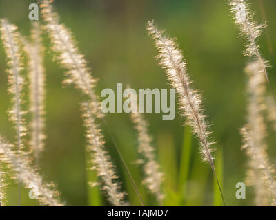 Avec la lumière du soleil fleurs herbe libre isolé sur fond Nature Banque D'Images