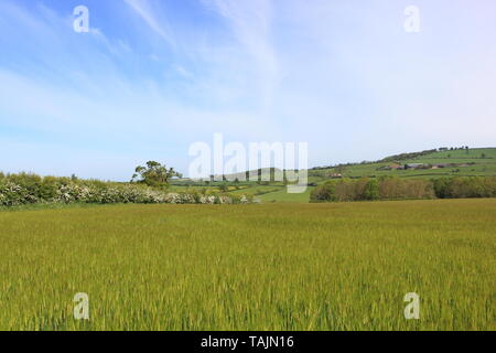 Les champs d'orge et de la floraison des haies d'aubépine dans un paysage disparate au printemps Banque D'Images