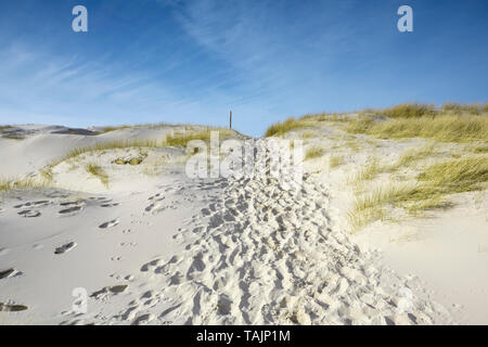 Chemin qui Mène à la mer à travers les dunes avec des roseaux et des traces de pas dans le sable sous un ciel bleu ensoleillé. Paysage côtier idyllique en Amrum dans th Banque D'Images