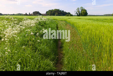 Sentier à travers la campagne anglaise flanquée de champ de blé et fleurs sauvages en Beverley, Yorkshire, UK. Banque D'Images