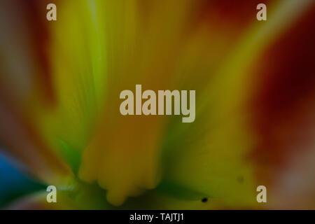 Close-up of Hemerocallis fulva hémérocalle, orange Banque D'Images