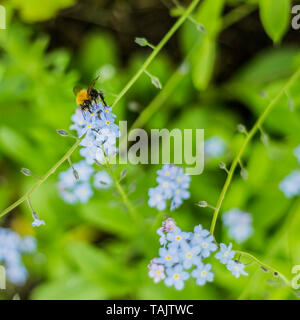 White Tailed Bumblebee se nourrissent d'une fleur ne m'oublie pas Banque D'Images