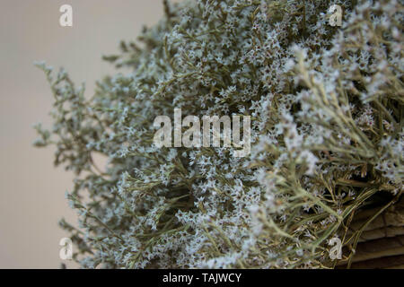 Close-up caspia fleur pour bouquet, limonium, statice Blanc, lavande de mer, marais arrière-plan de romarin Banque D'Images