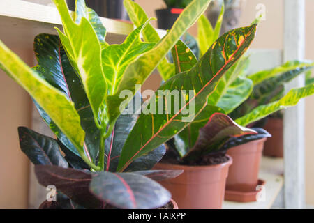 Croton ou Puring (Codiaeum variegatum) - Belle maison usine. Plante feuilles rayées, jardin plante d'ornement, plantes en pot en flowershop Banque D'Images