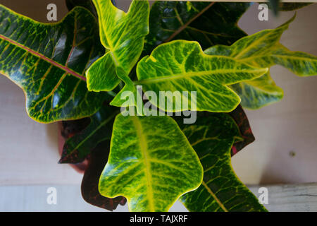 Croton ou Puring (Codiaeum variegatum) - Belle maison usine. Plante feuilles rayées, jardin plante d'ornement, plantes en pot en flowershop Banque D'Images