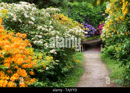 Rhododendrons colorés dans le rhododendron de bois, près de Leith Hill Place à Surrey, UK line un sentier menant à un pont dans le décor boisé. Banque D'Images