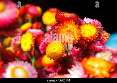 Belle fleur de paille ou Helichrysum bracteatum éternelle Banque D'Images