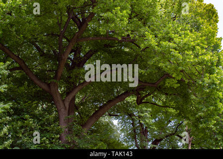 De grands et vieux arbres dans le Prospect Park, Brooklyn Banque D'Images