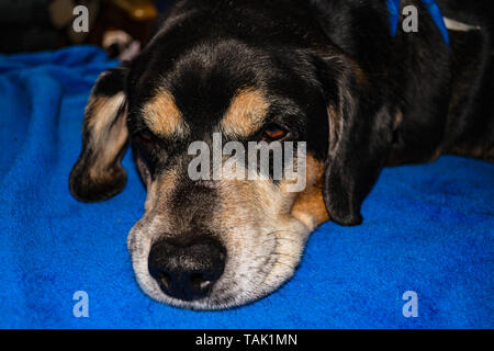 Beagle couché sur le plancher Banque D'Images