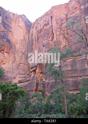 Tourné vers le haut recadrée d'un immense mur de roche rouge au-dessus de la rivière vierge à Zion National Park, Utah. Banque D'Images