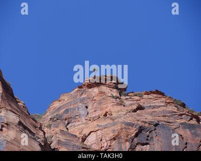 Plan large de moyenne petit arbre isolé perché au bord d'une falaise rocheuse au rouge à Zion National Park, Utah. Banque D'Images