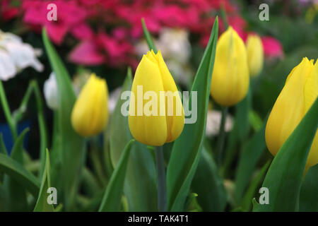 Tulipes jaunes dans le jardin avec des fleurs roses et blanches floues en arrière-plan Banque D'Images
