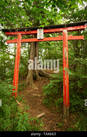 Vieux, usé torii vermillon culte gate pour Akiba de culte dans les forêts du Mont Haruna à Takasaki, Kanagawa, Japon, avec plusieurs hokora dans la distance. Banque D'Images