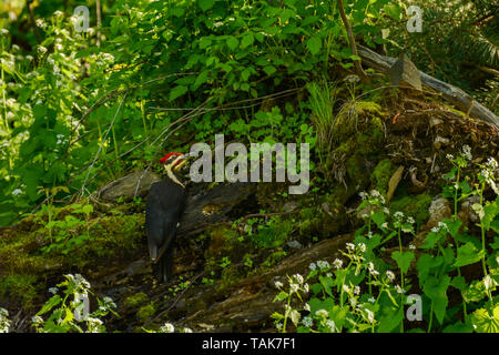 Grand Pic (Dryocopus pileatus) Banque D'Images