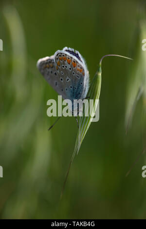 Polyommatus de papillon bleu commun de mâle coloré Banque D'Images