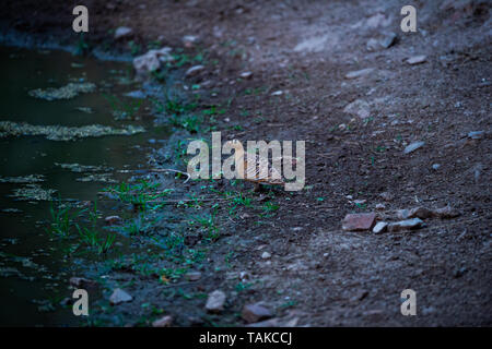 Ganga Unibande Pterocles indicus peint ou près de points d'eau pour étancher la soif en hivers à jhalana forêt, Jaipur, Rajasthan, Inde Banque D'Images