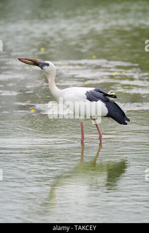 Asian Openbill Anastomus (oscitante) debout dans l'eau. Parc national de Keoladeo. Bharatpur. Le Rajasthan. L'Inde. Banque D'Images