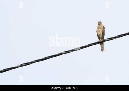 Shikra (Accipiter badius) perché sur le fil. Parc national de Keoladeo. Bharatpur. Le Rajasthan. L'Inde. Banque D'Images