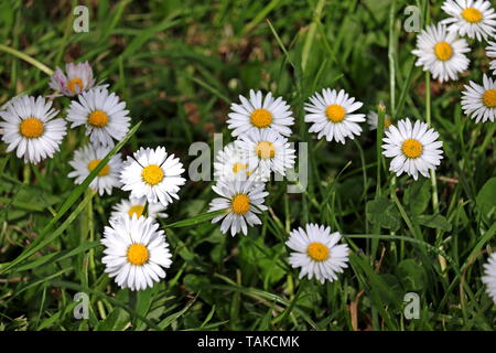 Pâquerette Bellis perennis, de la famille des Asteraceae. De nombreuses plantes partager le nom de marguerite, de sorte qu'il est souvent appelé common, Daisy Daisy Daisy Anglais ou pelouse Banque D'Images