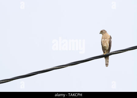 Shikra (Accipiter badius) perché sur le fil. Parc national de Keoladeo. Bharatpur. Le Rajasthan. L'Inde. Banque D'Images