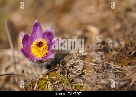 Soleil brille sur une plus grande mauve - Anémone pulsatille Pulsatilla grandis - dans l'herbe sèche, macro photo détaillée Banque D'Images