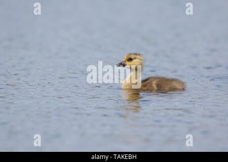 Un petit Canada Goose Branta canadensis gosling natation tous seul sur un étang au printemps Banque D'Images