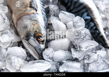 Matières savoureux poisson maquereau sur la glace Banque D'Images