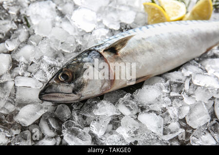 Matières savoureux poisson maquereau sur la glace Banque D'Images