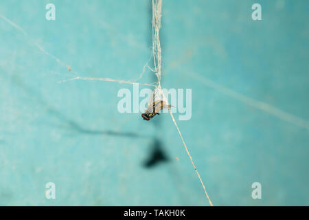 Close up of a house fly pris dans une toile d'araignée avec floue fond bleu. Banque D'Images