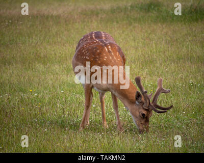 Young Buck, homme daims dans le parc de San Rossore, Pise, Toscane, Italie. Le pâturage. Banque D'Images