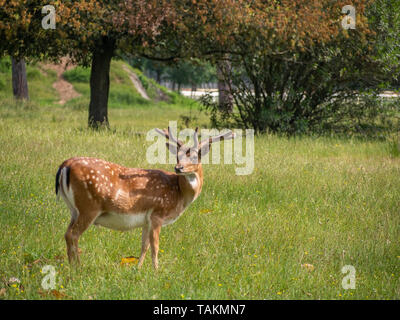 Young Buck, homme daims dans le parc de San Rossore, Pise, Toscane, Italie. Posant pour la caméra et mignon. Banque D'Images