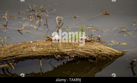 Yellow-bellied curseurs, Trachemys scripta scripta, la terre et l'eau des tortues. Famille des Émydidés. Ici le pèlerin dans la rivière à San Rossore, Toscane, Italie. Banque D'Images