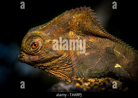 Lizard close up tête avec beaucoup de détails ressemble à un dinosaure Banque D'Images