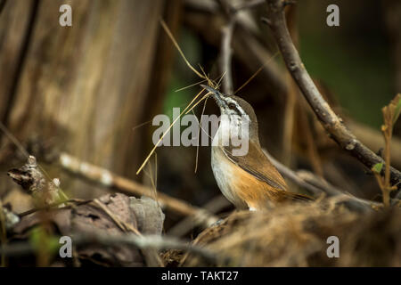 Plain wren oiseau qui transporte des matériaux de construction du nid Banque D'Images